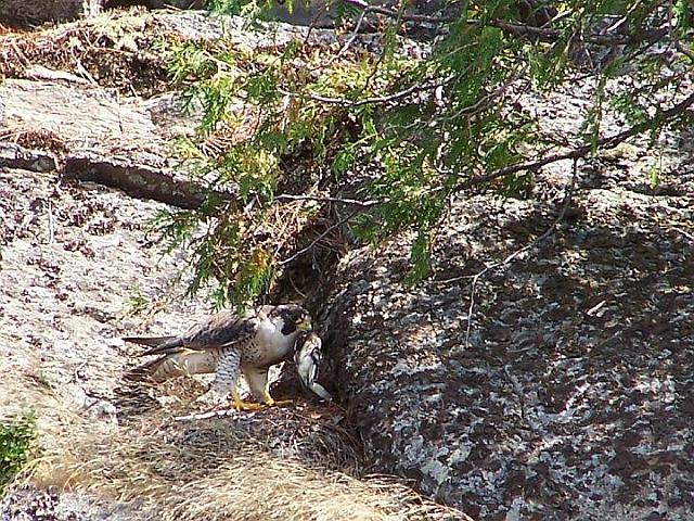 Peregrine Falcon 36 Hunting - Corbeau Rock.jpg